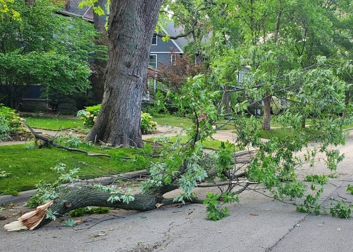 Storm Debris Cleanup Greenville
